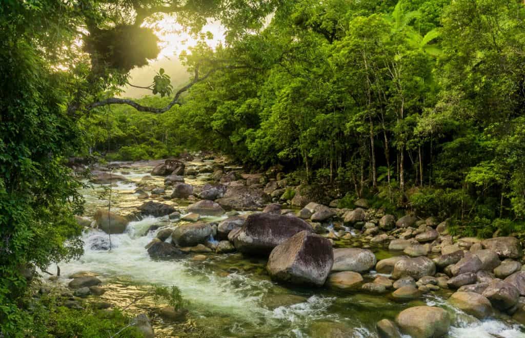 Daintree Rainforest