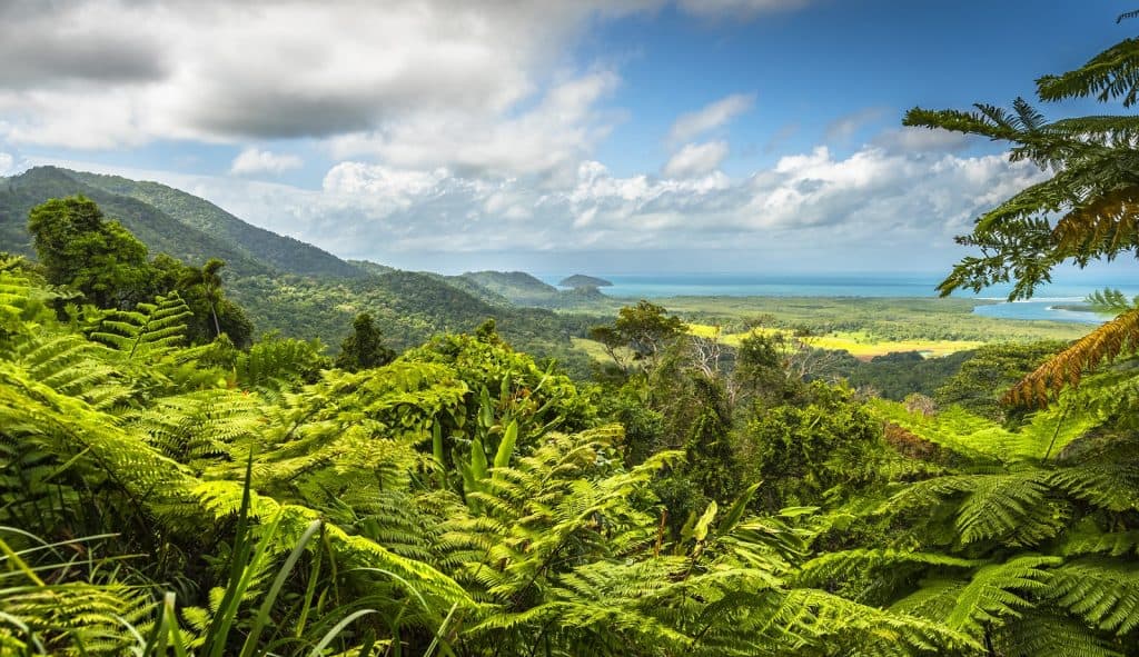 Daintree Rainforest