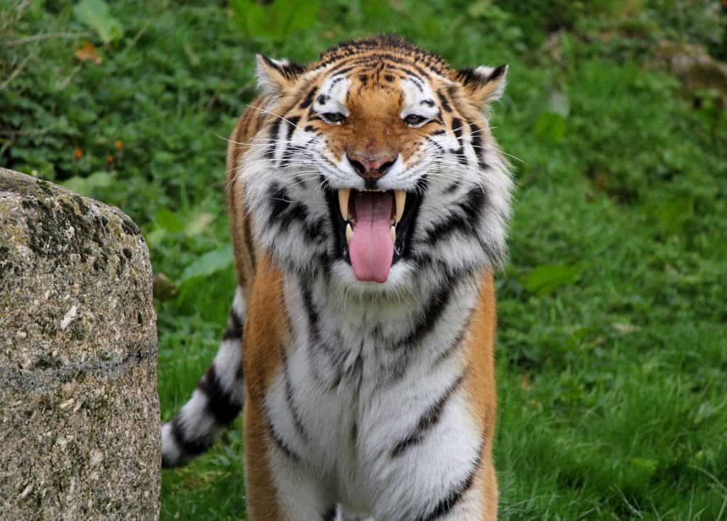 Zoológico de Dartmoor