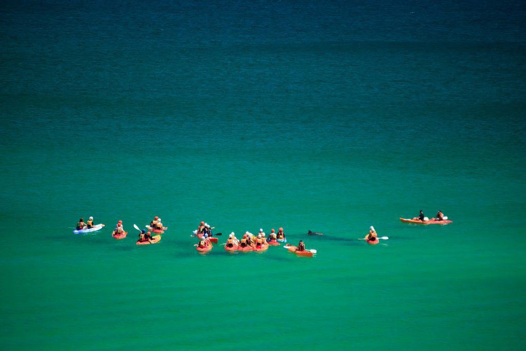 Delfines Byron Bay