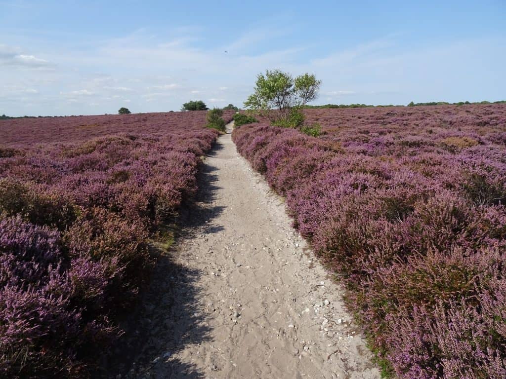 Dunwich Heath and Beach