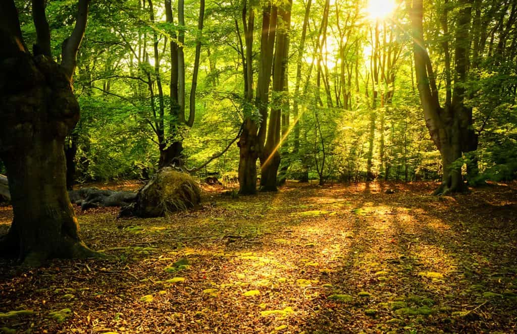 Epping Forest
