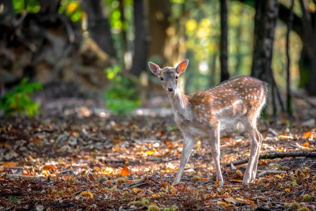 Epping Forest