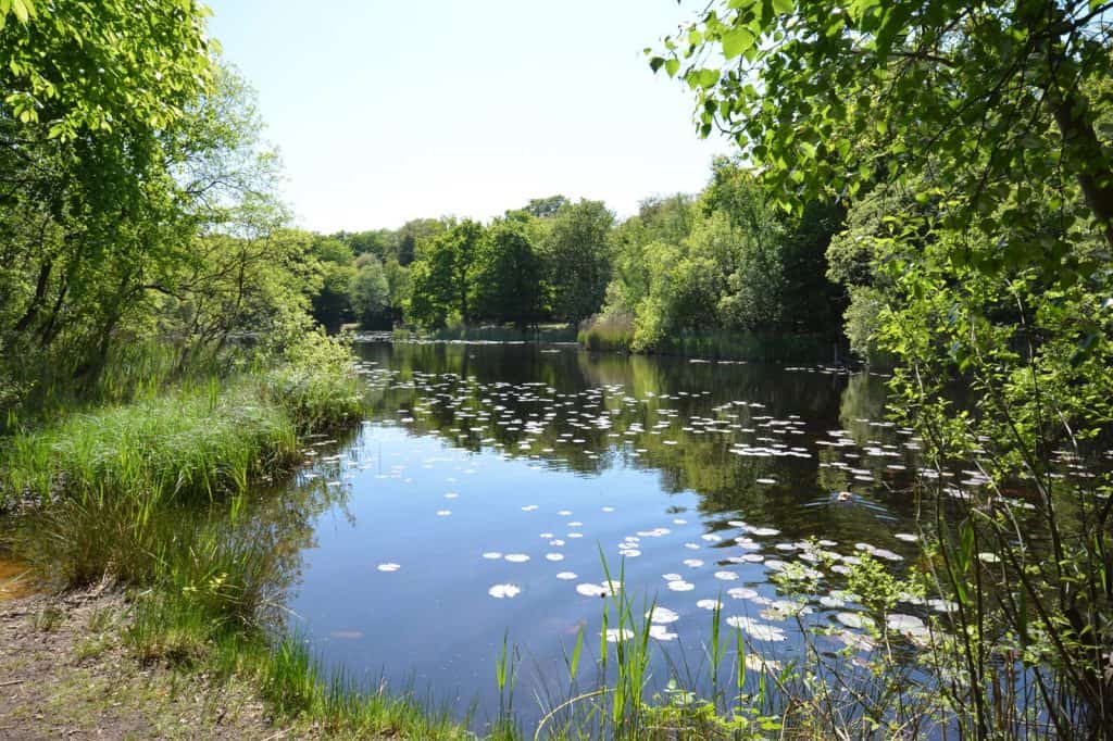 Epping Forest