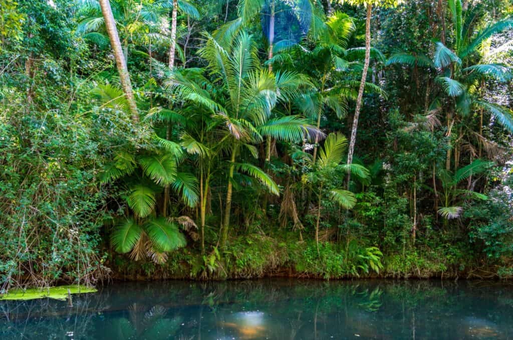 Parque Nacional Eungella