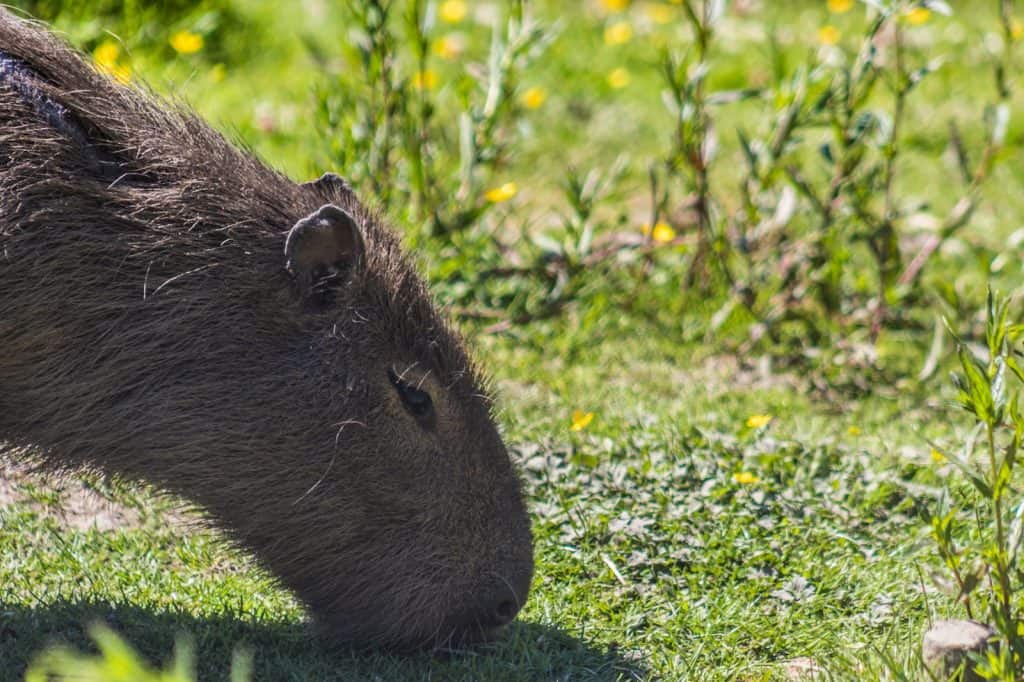 Zoológico de Exmoor