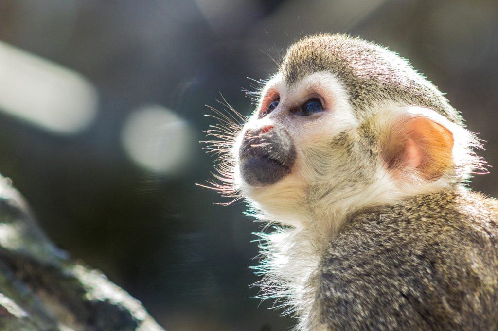 Zoológico de Exmoor