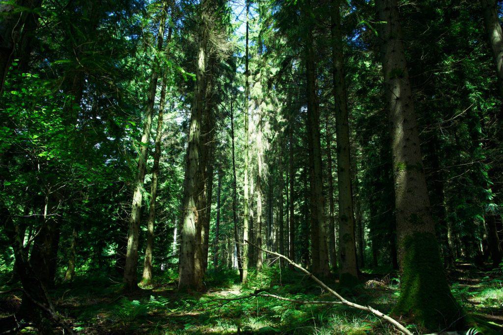 El Bosque de Dean