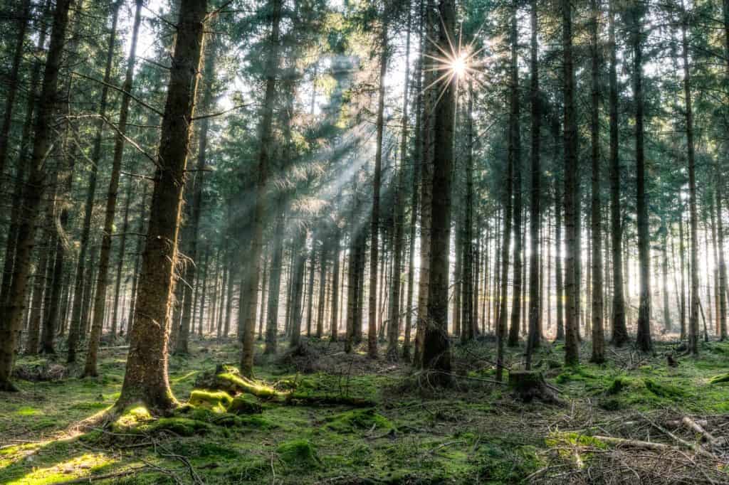 El Bosque de Dean