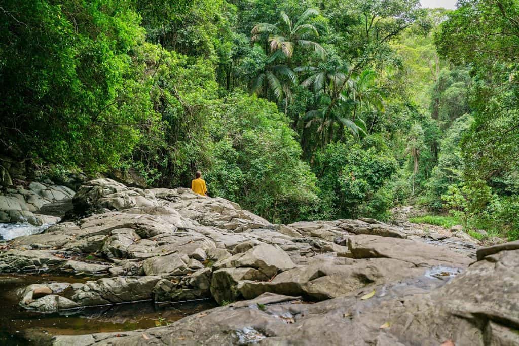 Gold Coast, selva tropical