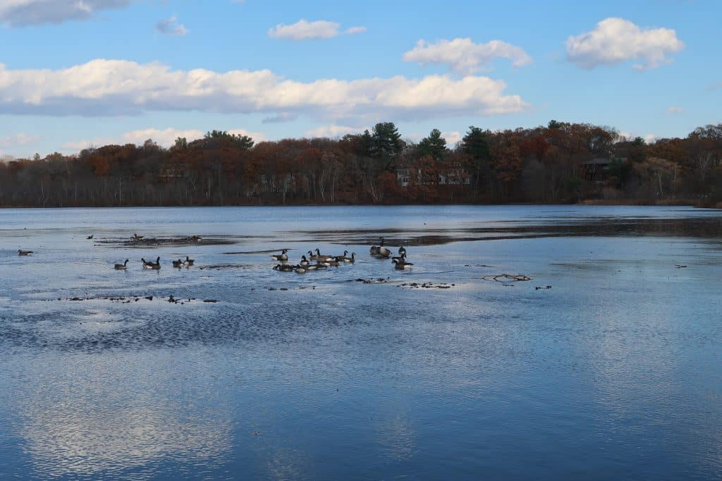 Hammond's Pond