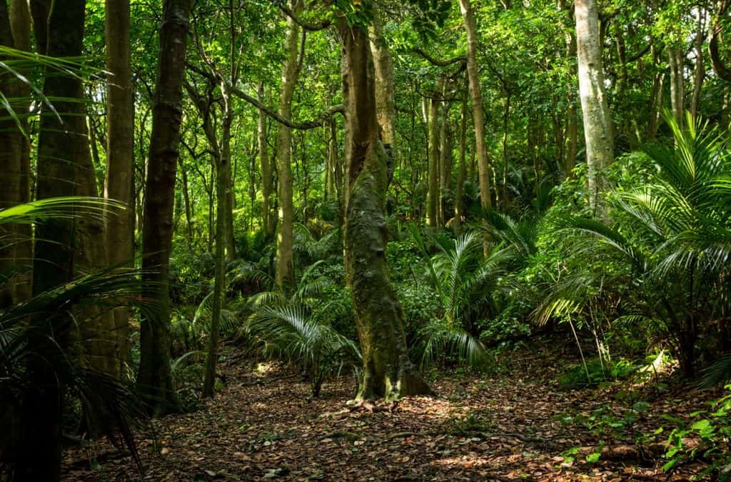 Henrys Reserve