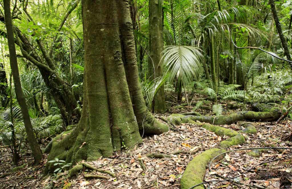 Henrys Reserve