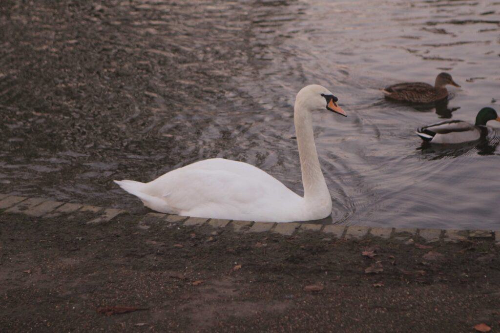 Highwoods Country Park