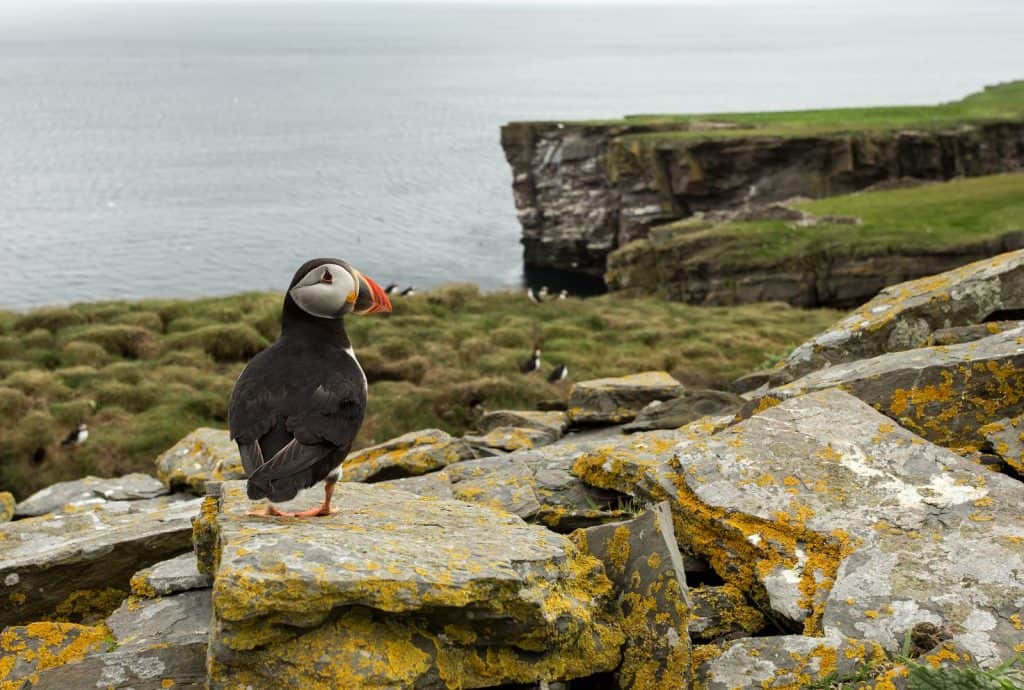 islas Shetland