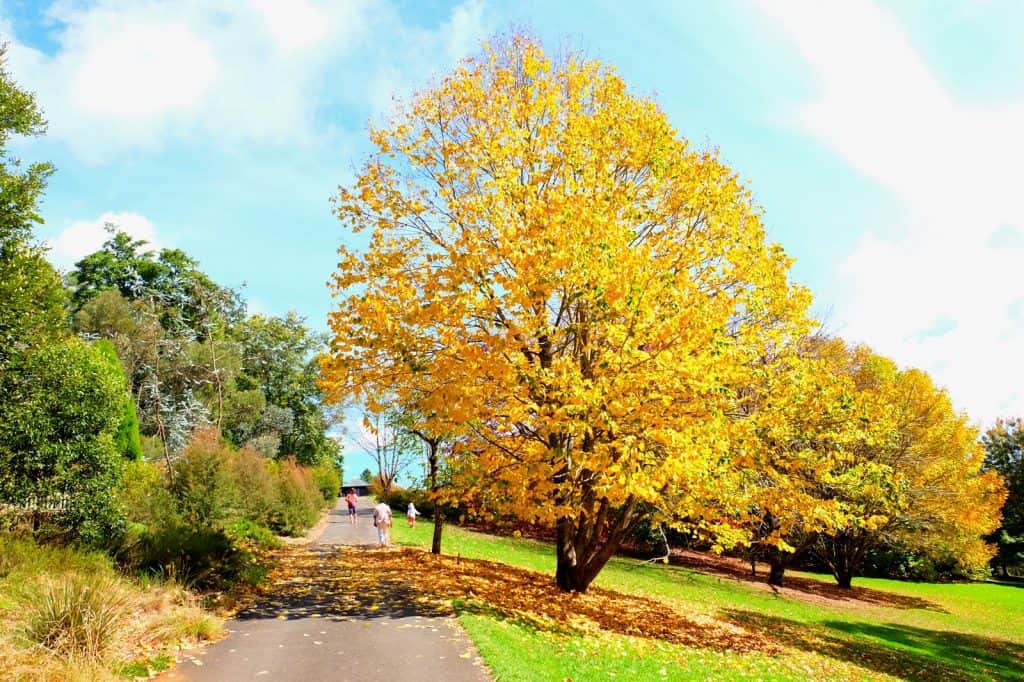 Jardín Botánico Monte Tomah