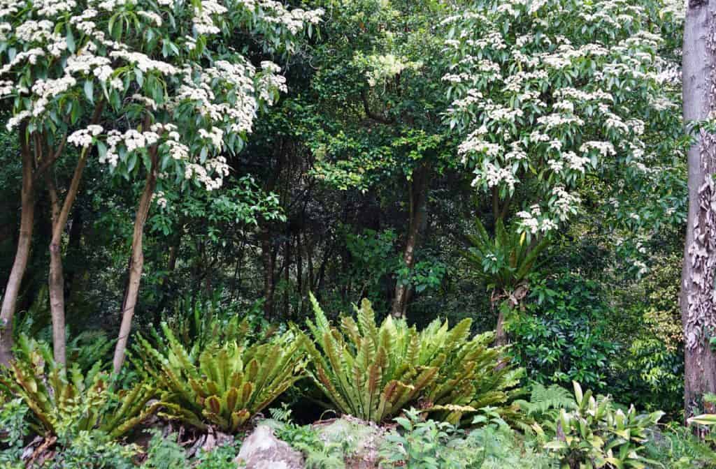 Jardín Botánico Nacional de Australia