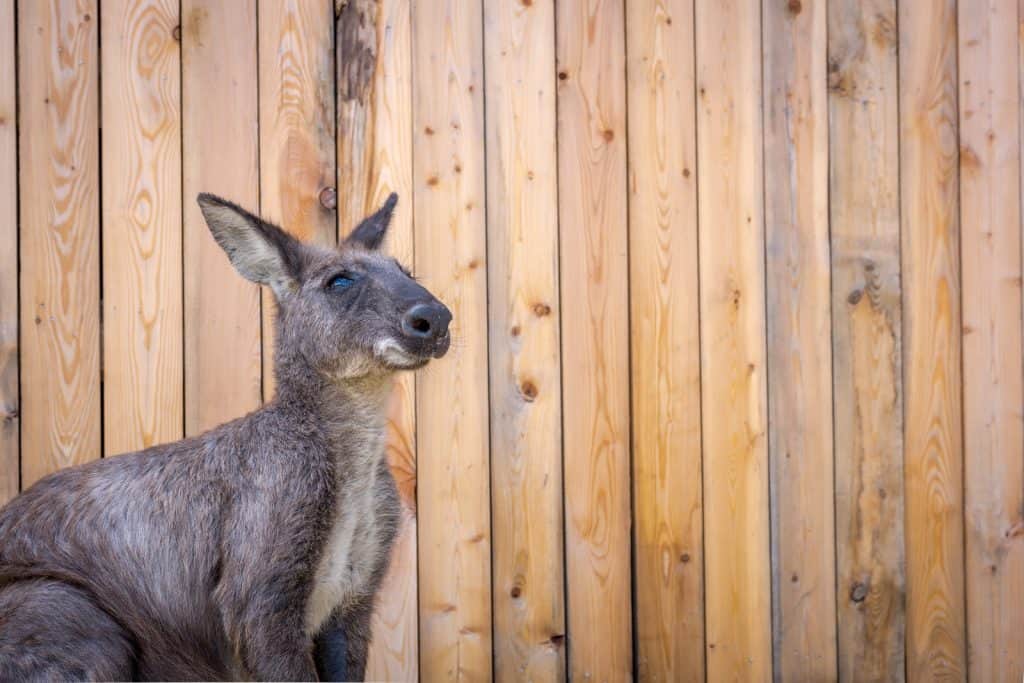 Kangaroo Creek Farm