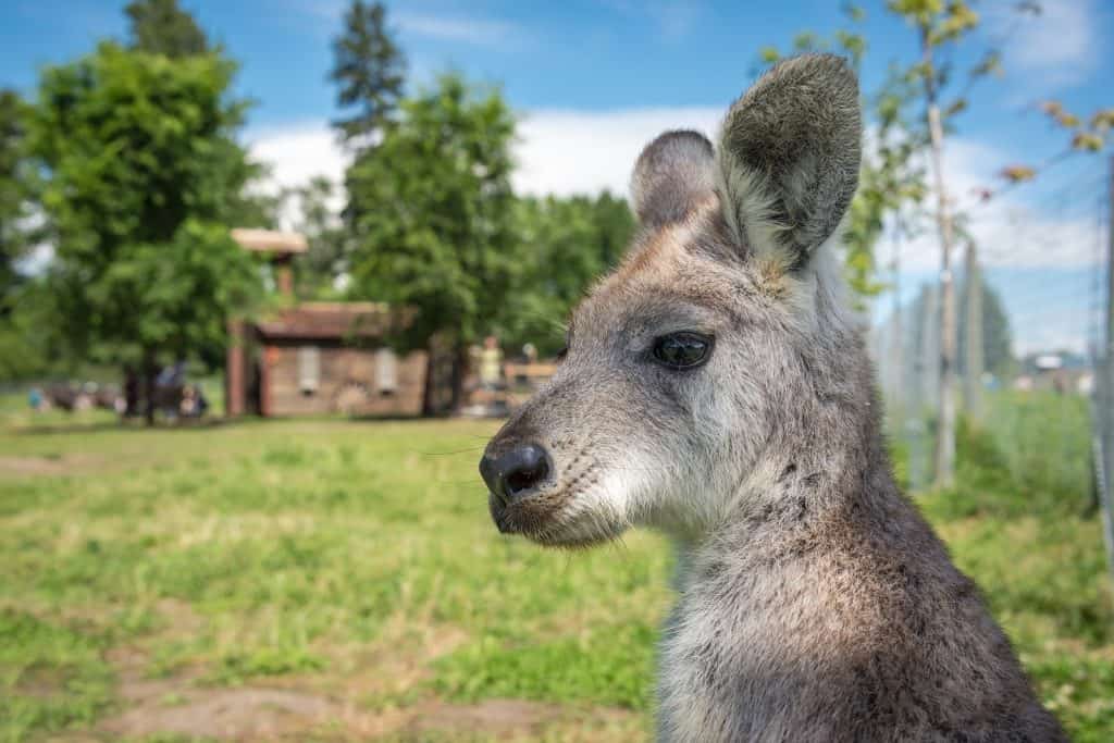 Kangaroo Creek Farm