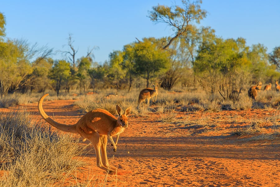 Canguro rojo, Macropus rufus 
