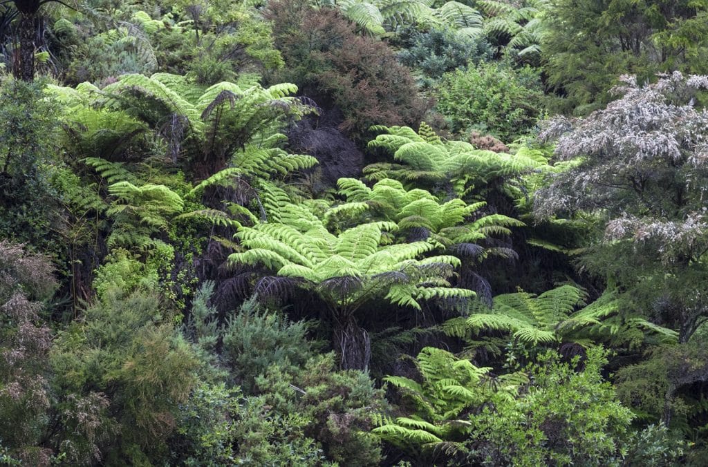 Kauaeranga