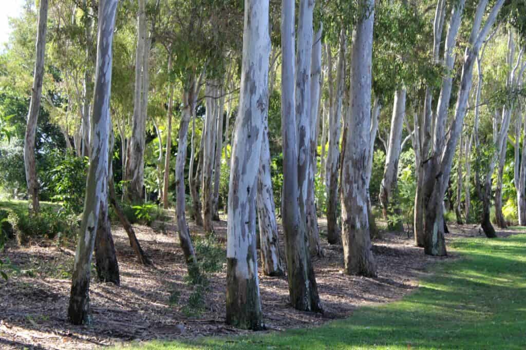Kershaw Gardens