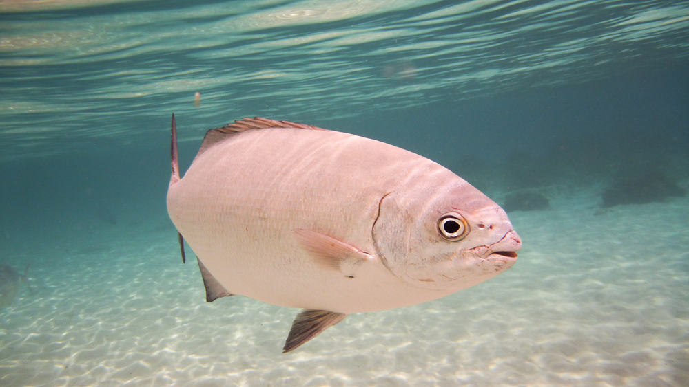 Kingfish-Lord Howe Island