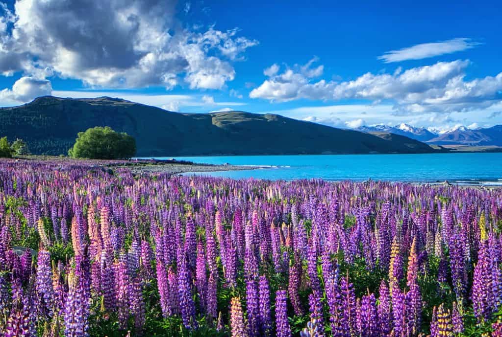 Lago Tekapo