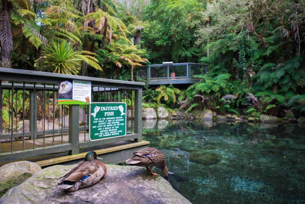 Lake Tarawera