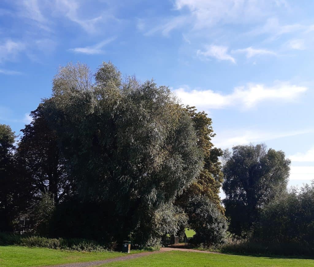 Lewsey Park