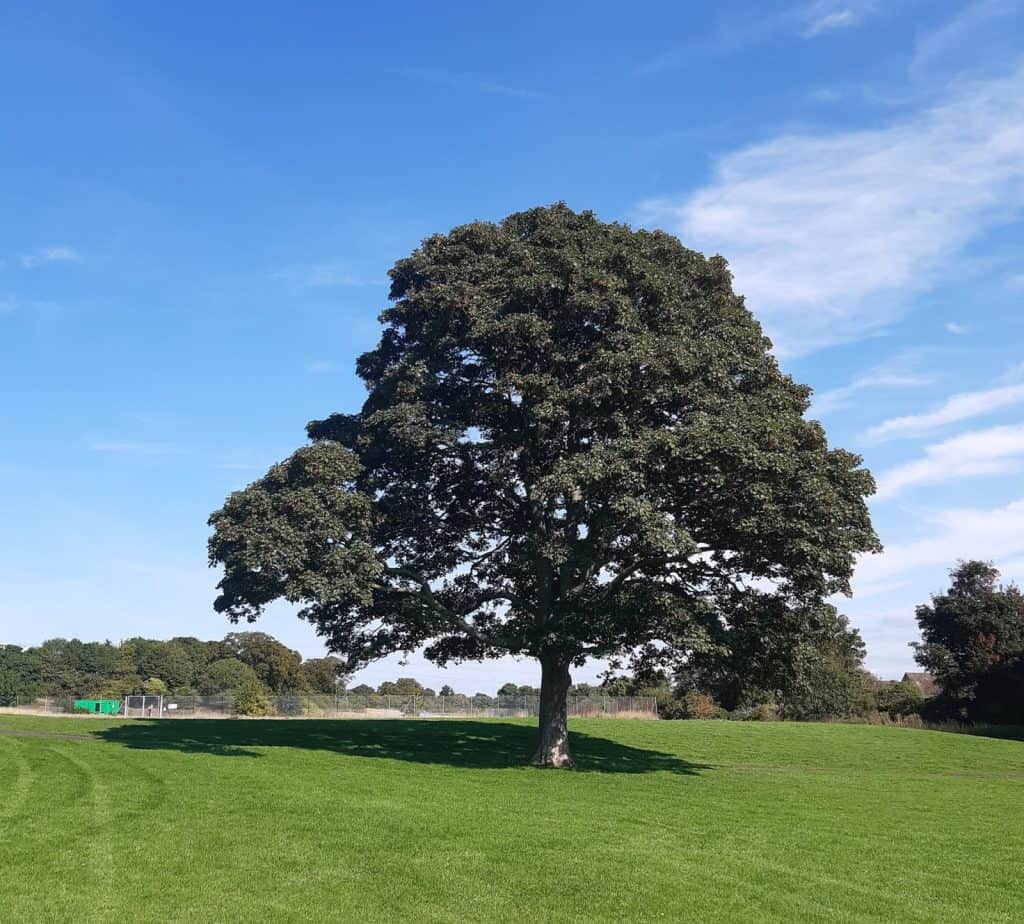 Lewsey Park