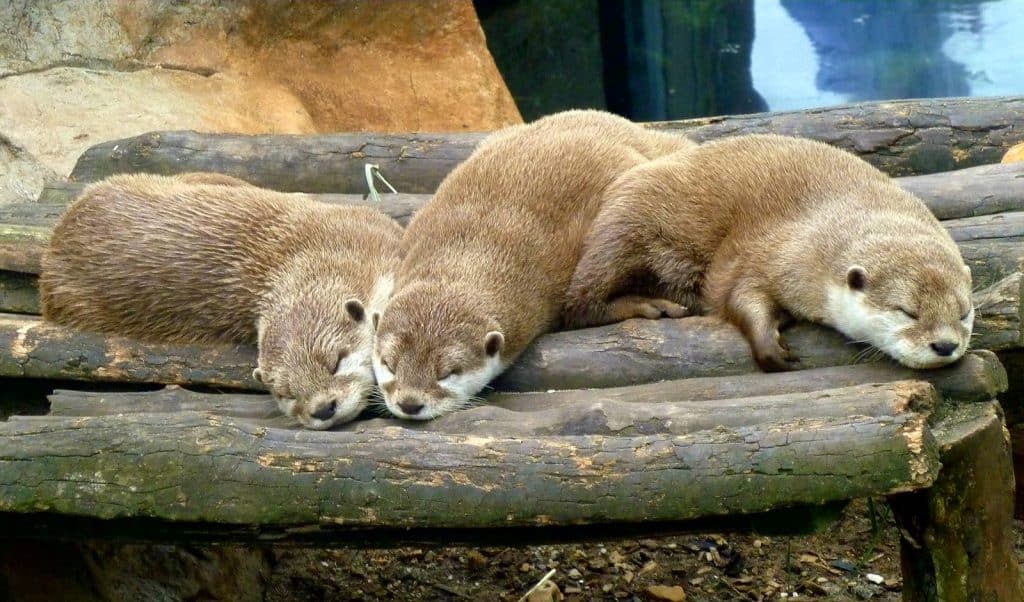 Living Coasts