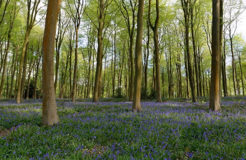 Longtimber Wood