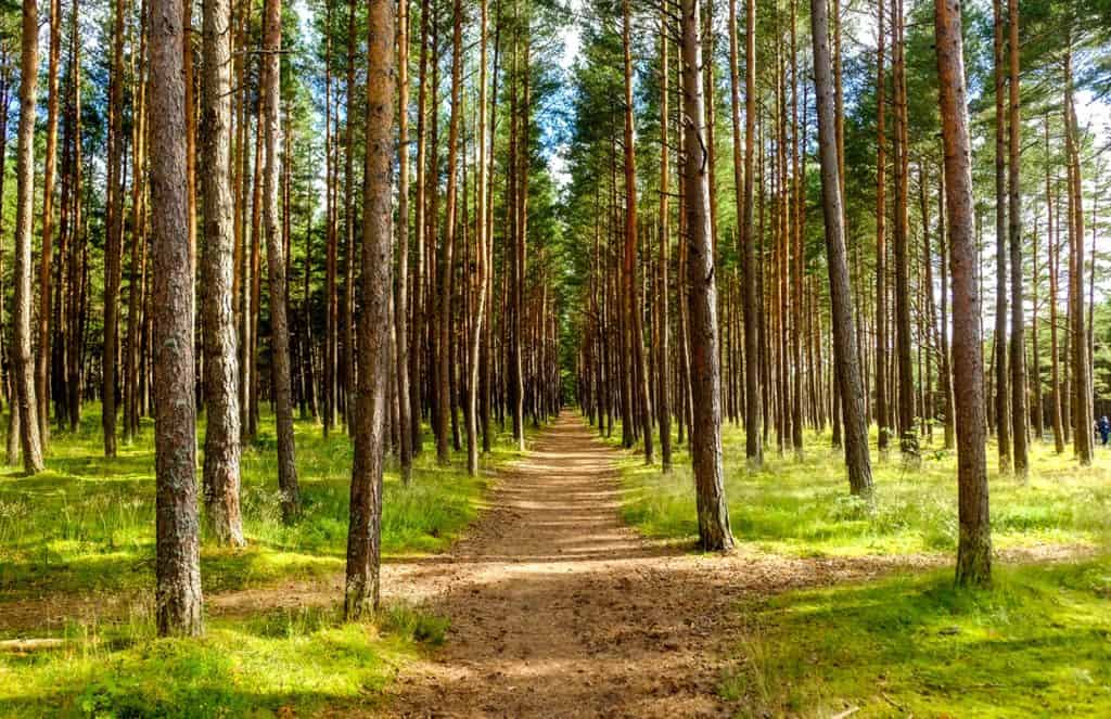 Longtimber Wood