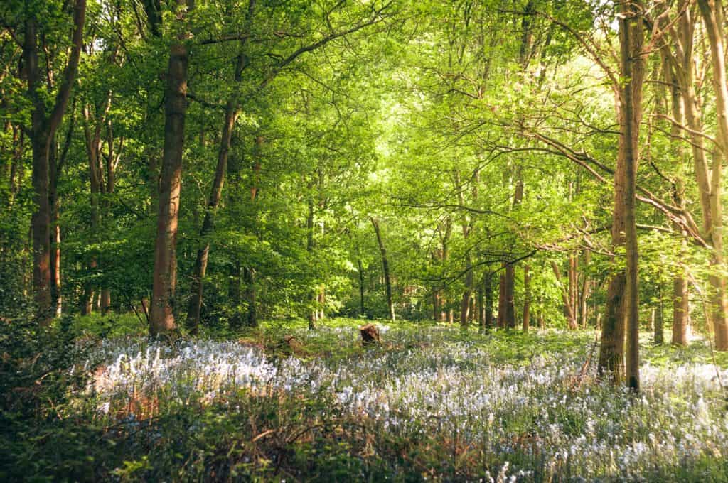 Longtimber Wood
