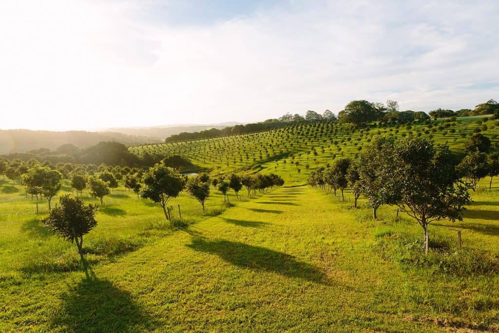 Macadamia, Byron Bay