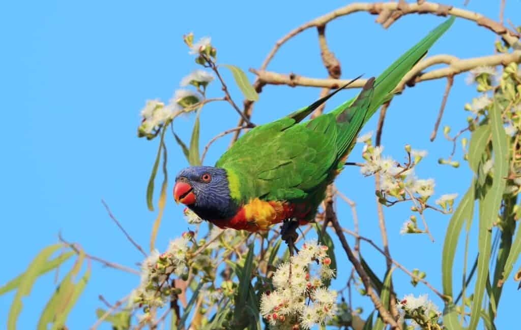 Jardín Botánico Regional Mackay