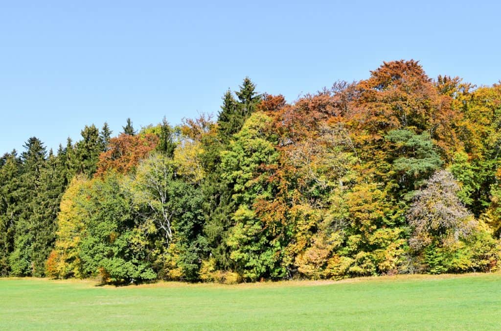 Reserva Natural Maple Lodge
