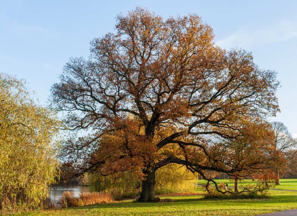 Parque Markeaton