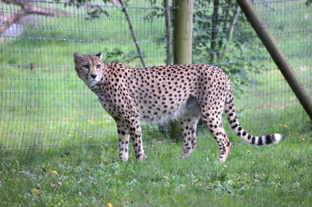 Zoológico de Marwell