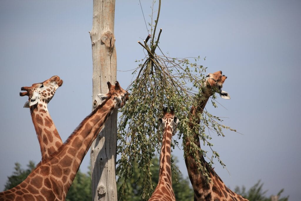 Zoológico de Marwell