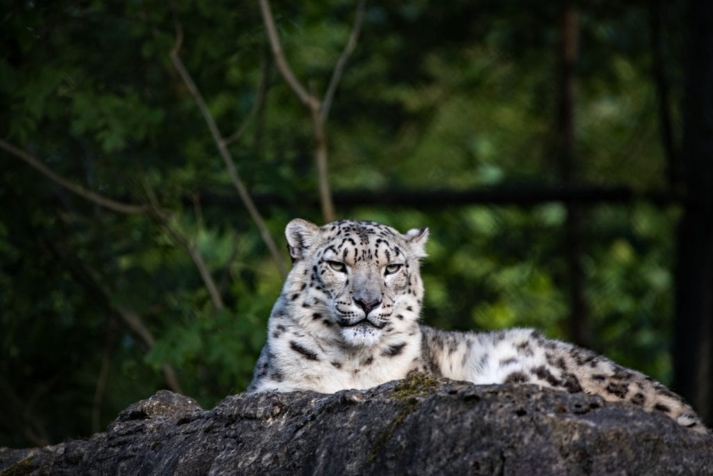 Marwell Zoo