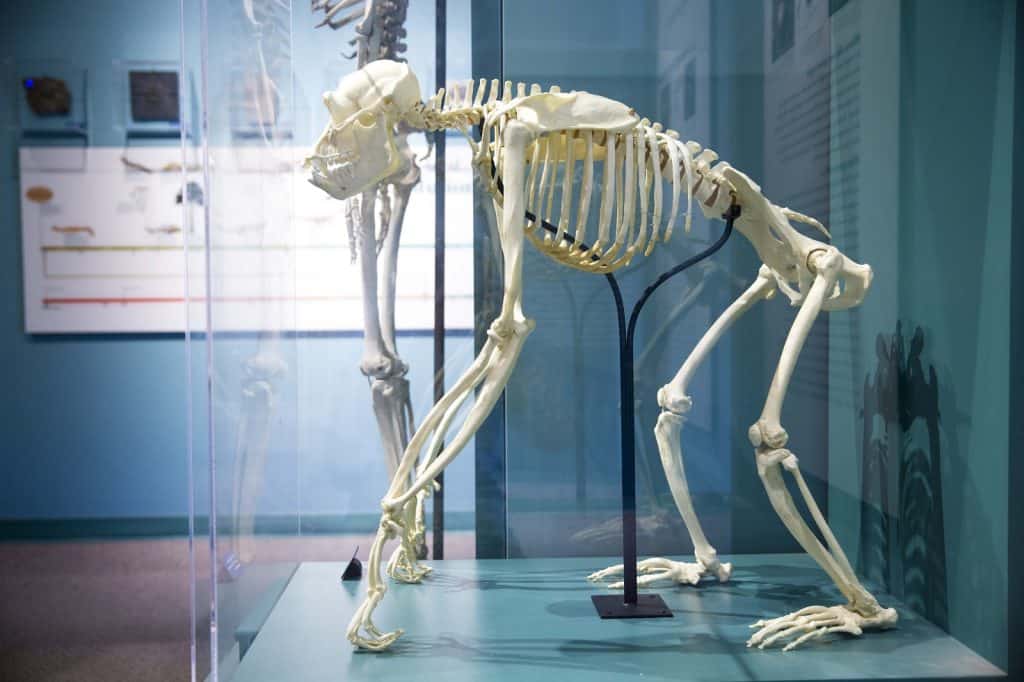 Museo de Zoología