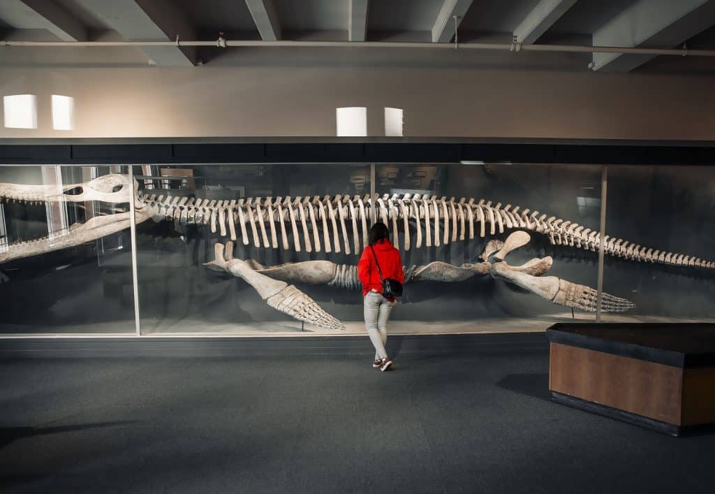 Museo de Zoología
