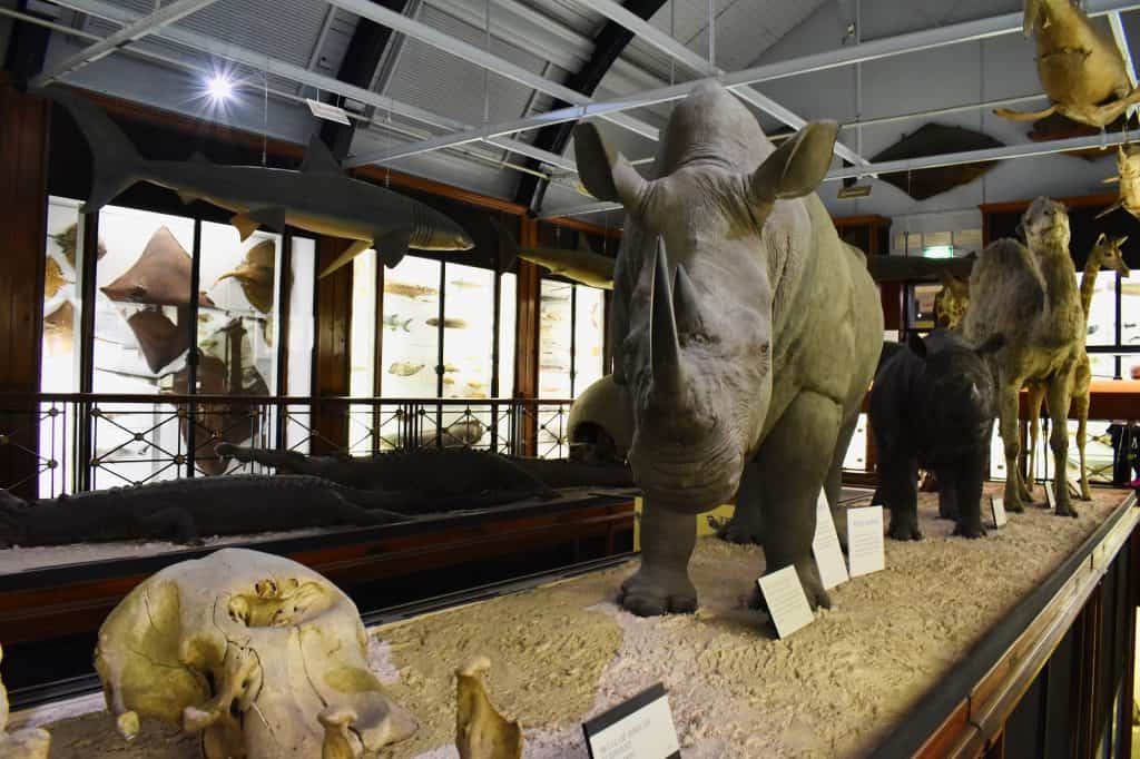 Museo de Historia Natural de Ting