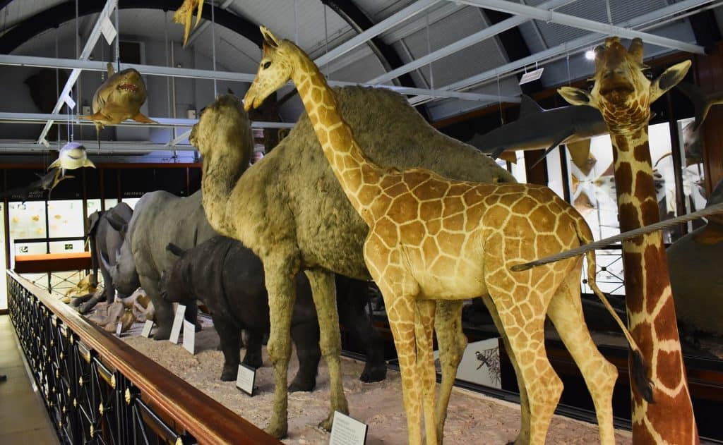Museo de Historia Natural de Ting