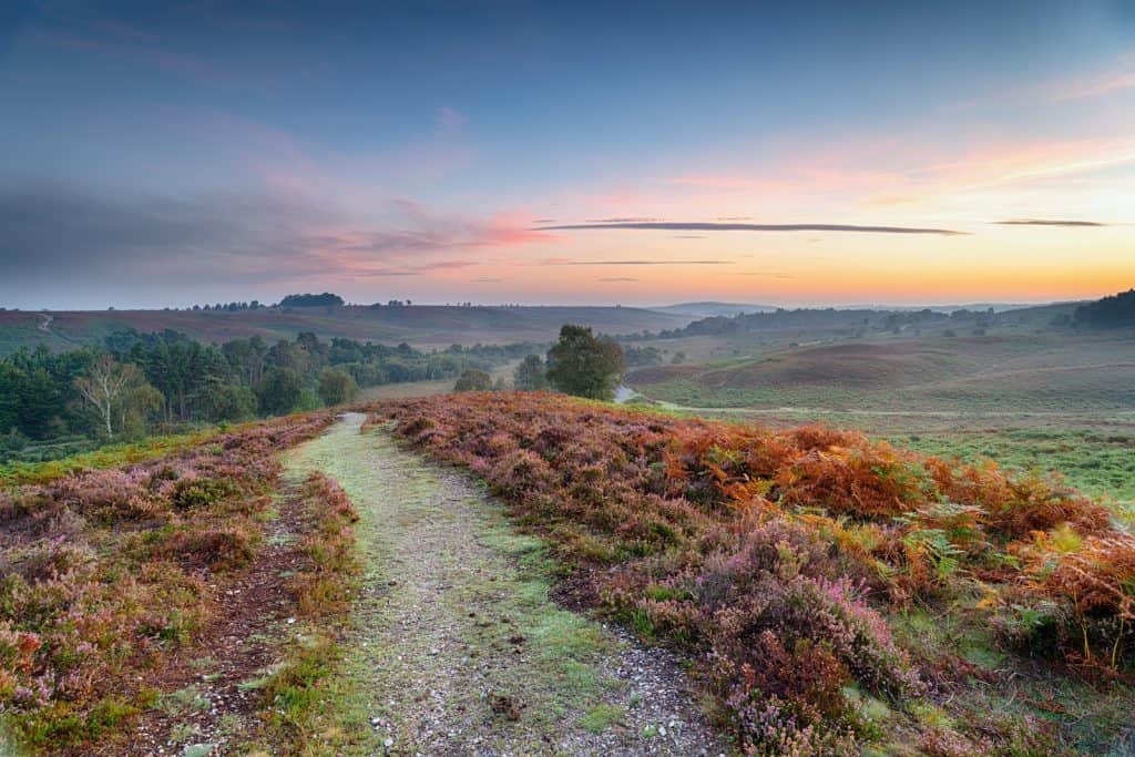 Parque Nacional New Forest