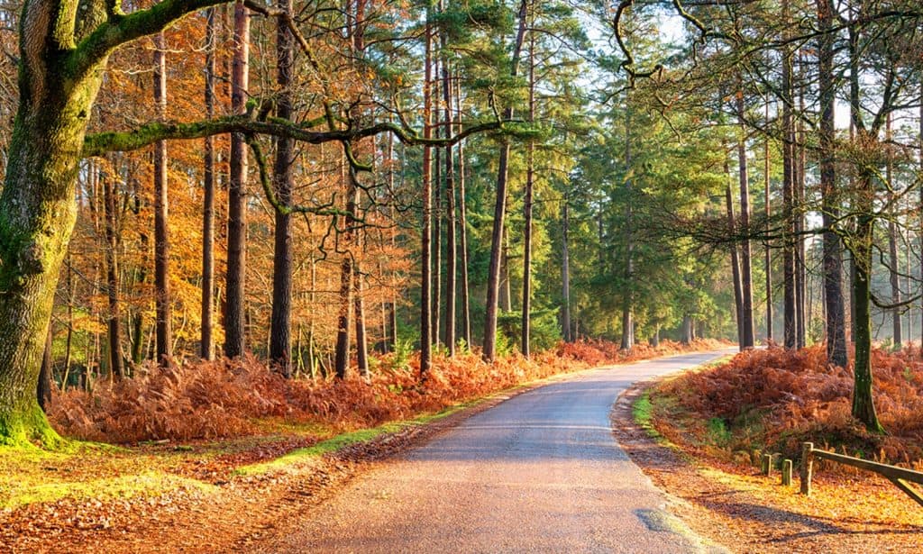 Parque Nacional New Forest