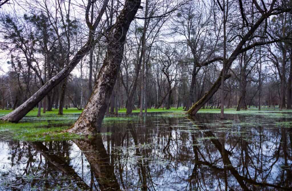 Parque Oddies Creek