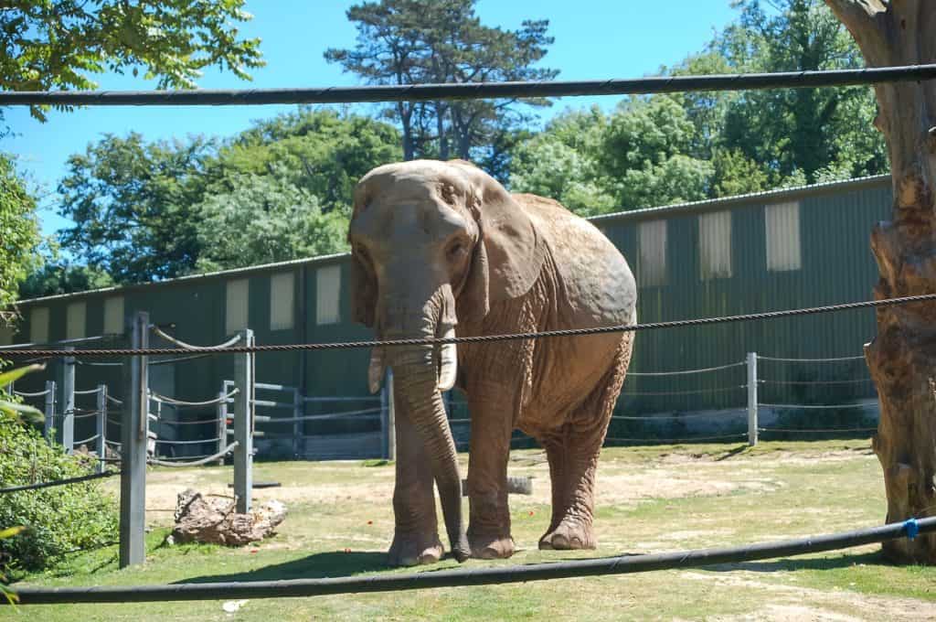 Zoológico de Paignton